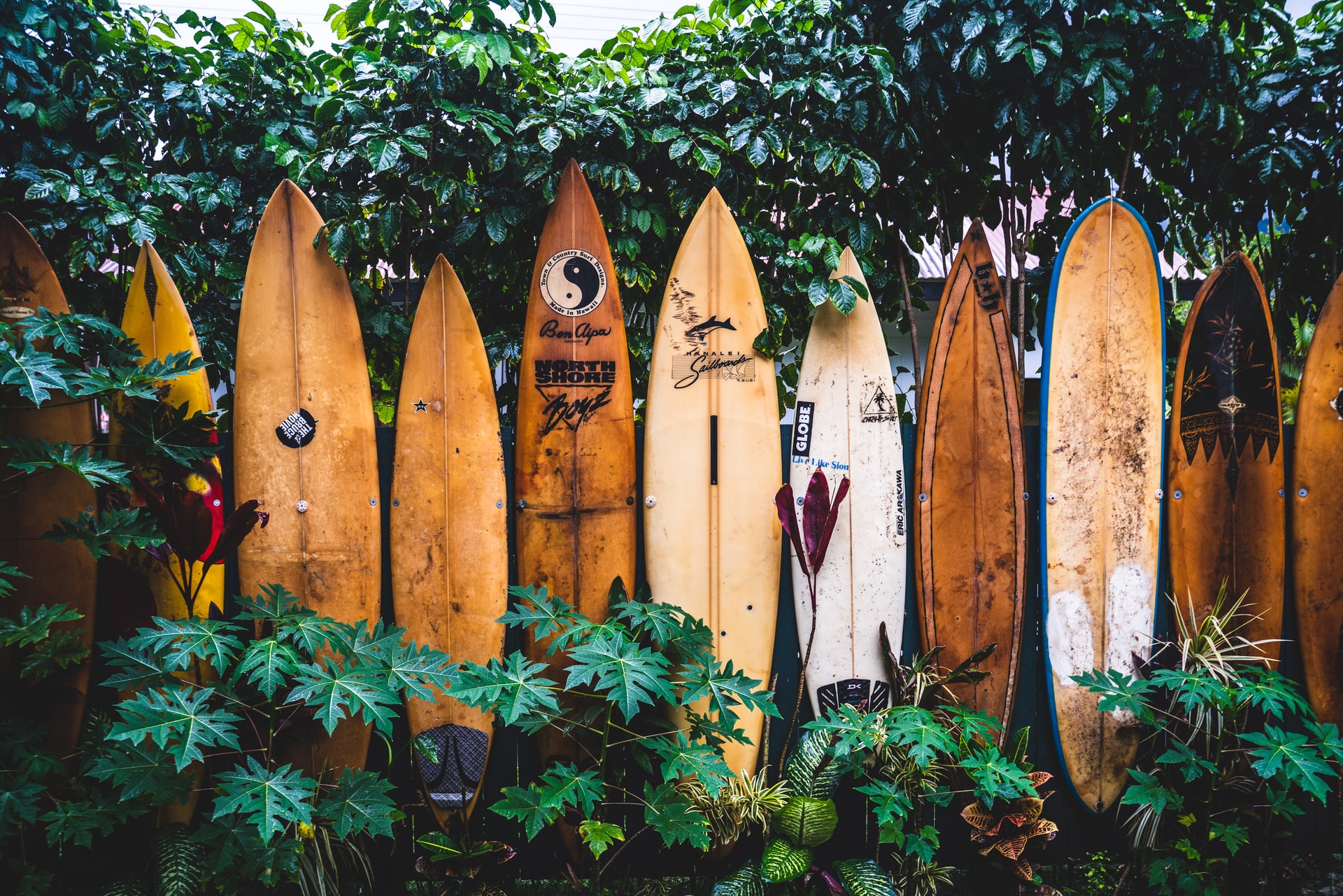 surfboards
